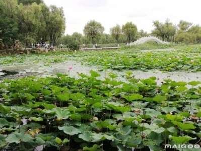 南宁哈尔滨太阳岛旅游景点推荐，你去过几个？